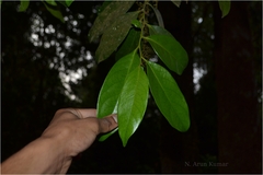 Diospyros nilagirica